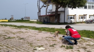 Genç Kızılay gönüllüleri sokak hayvanlarına mama verdi