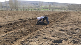 Bayburt Üniversitesinde tarımsal üretime destek için çalışma yapılıyor