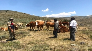 Besicinin kaybolan 12 büyükbaş hayvanını jandarma drone yardımıyla buldu