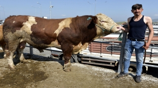 1 ton 170 kilogramlık "Botan" 23 bin liradan alıcısını bekliyor