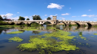 Tunca Nehri yüzeyinde oluşan bitki ve yosunlarla yeşile büründü