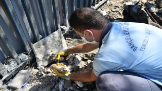 Molozların altındaki yavru kediler, belediye ekiplerince kurtarıldı 