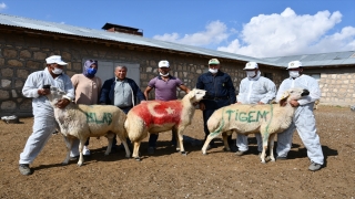 Kangal Akkaraman koyun üretim merkezinde koç katım etkinliği