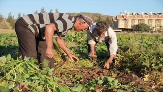 Datça’da mor patates hasadı