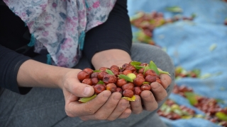 Manisa’da hünnap hasadı başladı