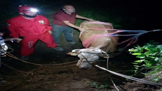 Giresun’da su kanalına düşen büyükbaş hayvan kurtarıldı