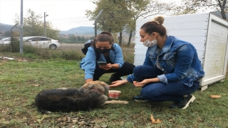 Bartın’da hayvanseverler köpeği sopayla darbeden kişiden şikayetçi oldu