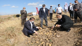 Yozgat’ta yerli patates hasadı yapıldı