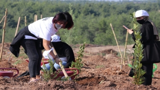 11 Kasım Milli Ağaçlandırma Günü