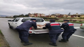 Giresun’da ayakları kırılmış köpeğe jandarma sahip çıktı