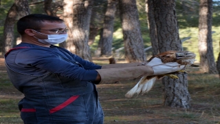 Uşak’ta yaralı şahin tedavisinin ardından doğaya bırakıldı