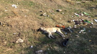 Isparta’da 4 köpeğin zehirlendiği iddia edildi