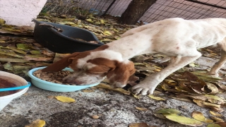 Gözleri görmeyen sokak köpeği ”Cangöz”ün tedavisi için kumbarasındaki paraları bağışladı