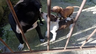 Zonguldak’ta pitbull besleyen kişiye 38 bin lira ceza uygulandı