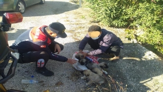 Adana’da ölüme terk edilmek istenen yavru köpekleri jandarma kurtardı