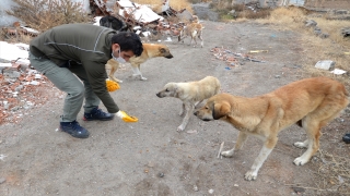 Kars’ta kısmen boşaltılan köyde sahipsiz kalan köpeklere doğa koruma ekipleri sahip çıktı