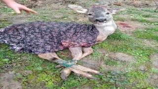 Samsun’da sokak köpeğinin yaraladığı karacayı jandarma ekibi tedavi ettirdi