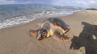 Kuşadası sahilinde iki ölü deniz kaplumbağası