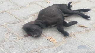 İzmir’de bahçesine giren yavru köpeğe sopayla vuran kadına 947 lira ceza