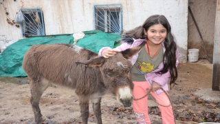 Kahramanmaraş’ta işkence edildiği iddia edilen eşek geçici olarak 10 yaşındaki çocuğa verildi