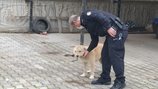 Konya’da köpeğe eziyet ettiği öne sürülen kişiye 947 lira ceza kesildi