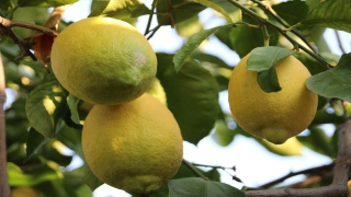 Lamas limonu için Avrupa Birliği coğrafi işaret tescili başvurusu yapılacak