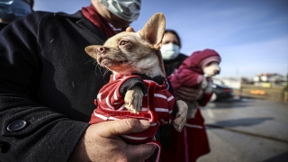 Ankara’da ses telleri kesilen köpeklerler sahiplendirilecek