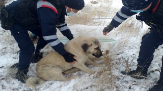 Elazığ’da jandarmadan yaralı köpeğe yardım eli