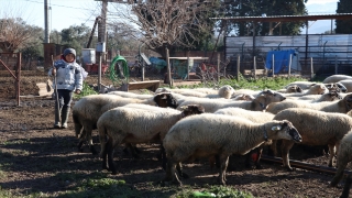 Yöresel konuşması sosyal medyada ilgi gören Havranlı Şevki, ailesine yardım etmekten memnun