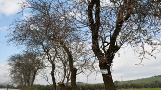 Manisa’da badem ve erik ağaçları çiçek açtı