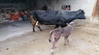 Eskişehir’de aranan hayvan hırsızlığı zanlıları Gürcistan’a kaçarken Artvin’de yakalandı