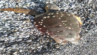 Fethiye’de ölü caretta caretta sahile vurdu