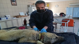 Kırşehir’de yaralı ve hasta halde bulunan köpek tedavi edildi