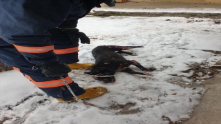 Gümüşhane’deki baraka yangınından sokak köpeği yaralı kurtarıldı