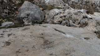 Adıyaman’da ”Gastropod” nesline ait hayvan fosili bulundu