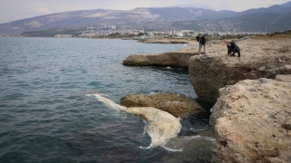 İskenderun Körfezi’nde görülen 12 metre uzunluğundaki ölü balina yavrusu kıyıya vurdu