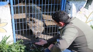 Bodrum’da tedavi edilen yaban domuzunu evcil hayvan gibi besliyor