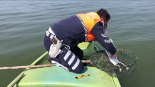 Uluabat Gölü’ne atılan ağa takılan martıyı jandarma kurtardı