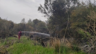 Muğla’da okaliptüs ağaçlarının bulunduğu alanda çıkan yangında 2 dönüm alan zarar gördü