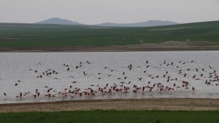 Yozgat’taki Gelingüllü Barajı flamingoların durağı oldu