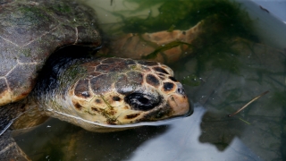 İzmir’de tüfekle vurulduğu sanılan caretta carettanın başında 60’tan fazla saçma tespit edildi