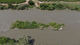 Jandarma, Ceyhan Nehri’ndeki adacığa ekilen kenevirleri drone ile tespit etti