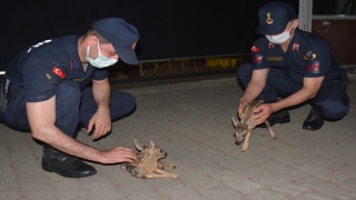 Giresun’da fındık bahçesinde bulunan iki karaca yavrusu koruma altına alındı