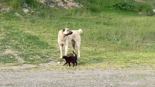 Kars’ta köpek ile iki kedinin dostluğu şaşırtıyor