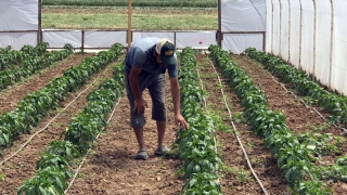 Kocaeli’de çiftçilerin yüzü Büyükşehir Belediyesinin sera desteğiyle güldü