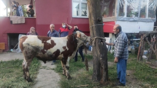 Düzce’de boynuna zincir dolanan danayı itfaiye ekipleri kurtardı