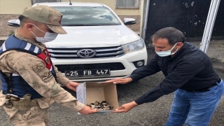 Ardahan’da sosyal medyadan yavru angut kuşlarını satmaya çalışan şüpheliye ceza