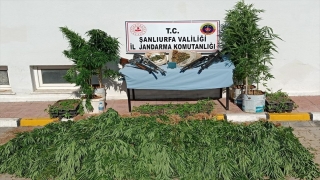 Şanlıurfa’da seradaki saksılarda yetiştirilen 1188 kök Hint keneviri ele geçirildi