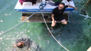 Bodrum’da dalgıçların yaptığı deniz dibi temizliğinde bir ton atık toplandı