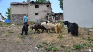 Kars’ta bozayıya kafa tutan keçi kurbanda kesilmeyecek